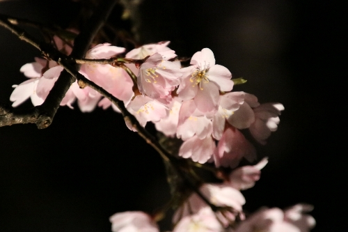 六義園(夜)