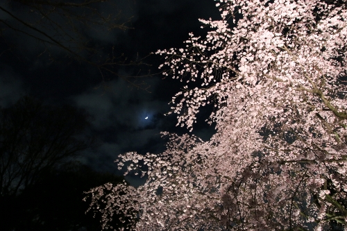 六義園(夜)