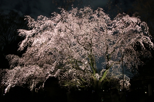 六義園(夜)