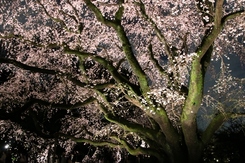 六義園(夜)