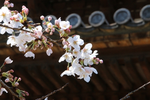横浜三渓園