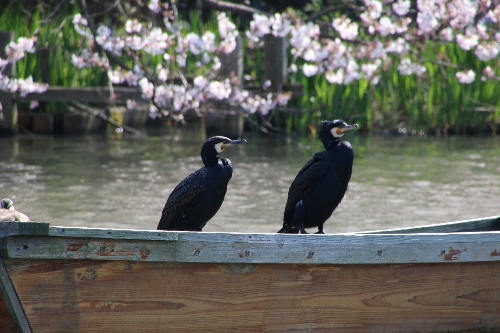 横浜三渓園