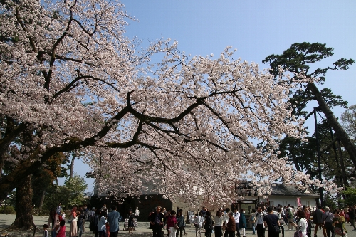 小田原城址