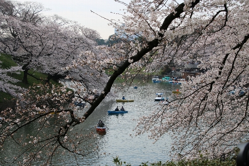 千鳥ヶ淵で