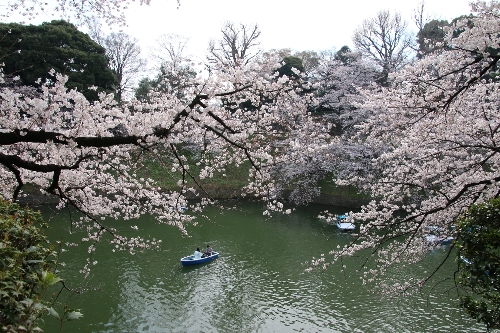 千鳥ヶ淵で