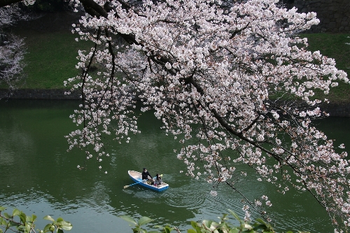 千鳥ヶ淵で