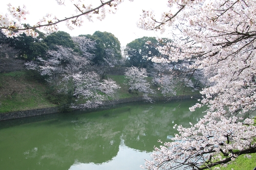 千鳥ヶ淵で