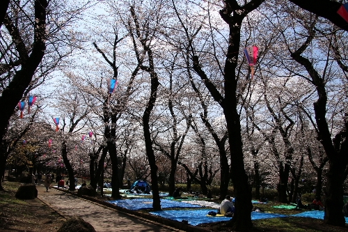 飛鳥山公園