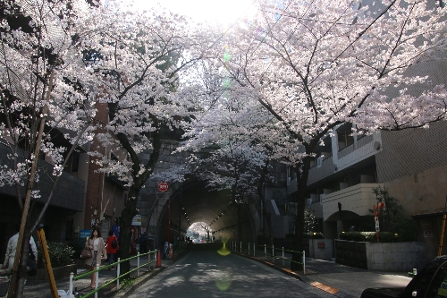 飛鳥山公園