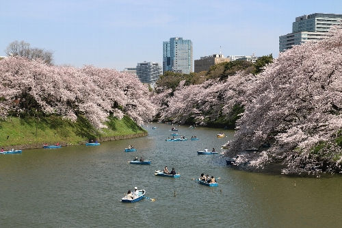 千鳥ヶ淵で
