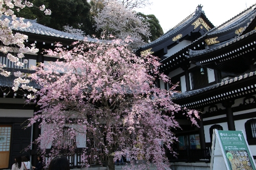 長谷寺