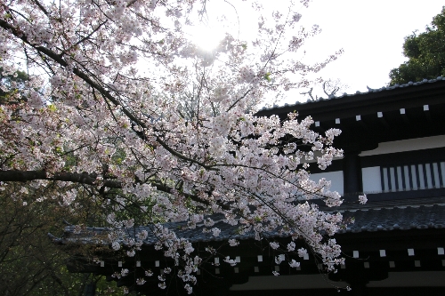 長谷寺