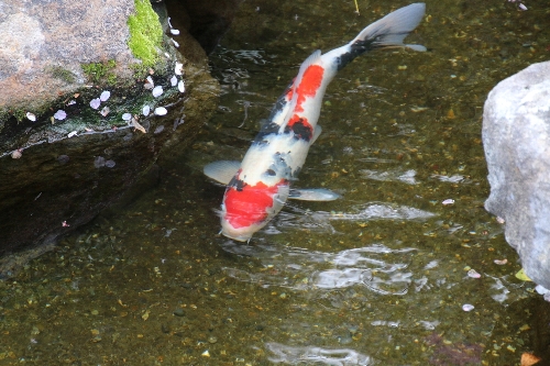 長谷寺