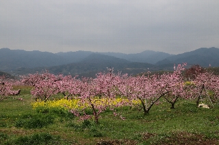 周林禅寺から見た桃の花と菜の花