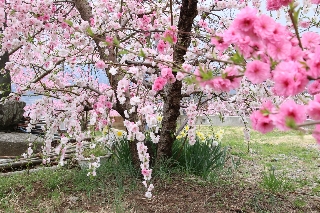 花桃