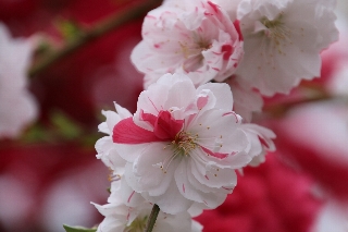 花桃
