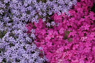 芝桜