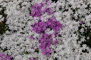 芝桜
