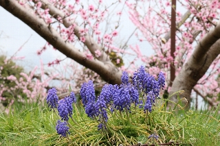 紫ルピナスと桃の花