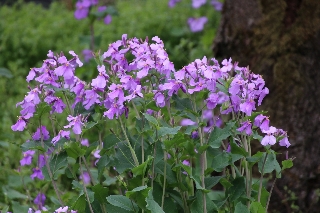 花大根