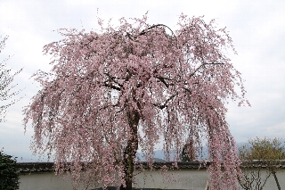 慈雲寺入り口の門の左手にある立派な枝垂れ桜