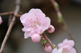 花桃