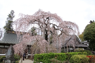 奥の本堂の前の「糸桜」