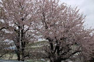 小学校の桜
