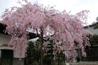 滝見山法正寺