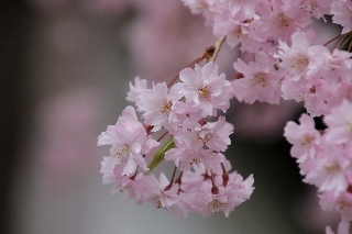 滝見山法正寺の立派な枝垂れ桜