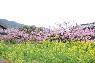 桃の花と菜の花