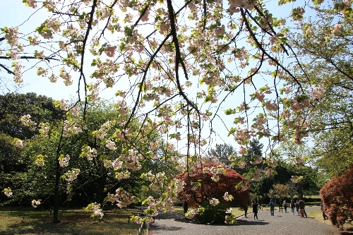 新宿御苑