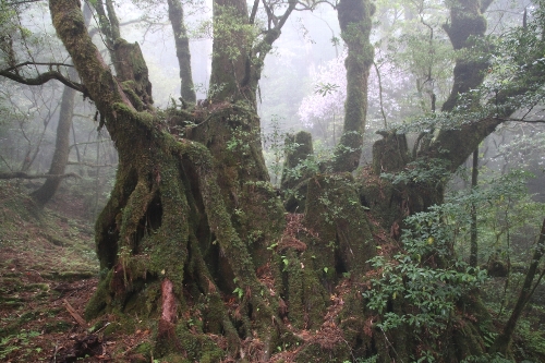屋久杉