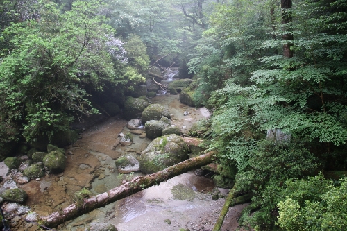 ヤクスギランドの杉