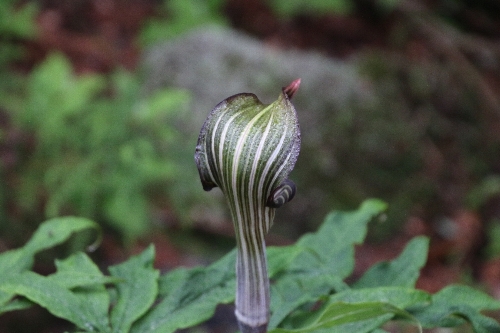 マムシ草