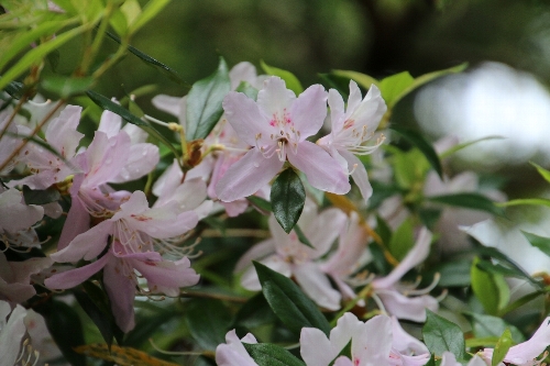 桜つつじ