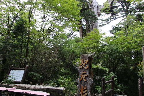 紀元杉