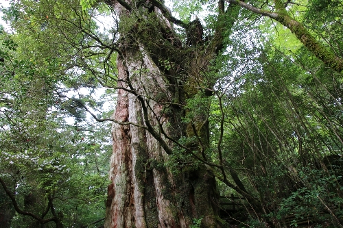 紀元杉