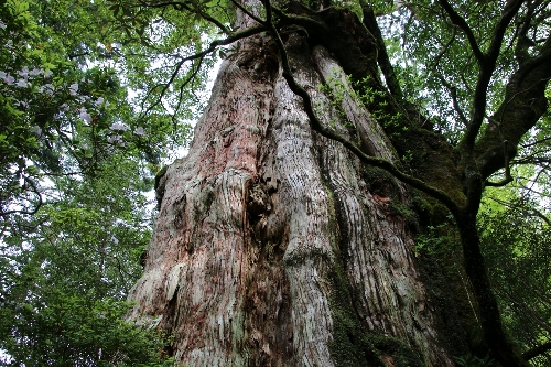 紀元杉
