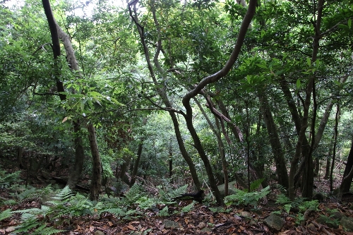 西部林道(せいぶりんどう。世界遺産)