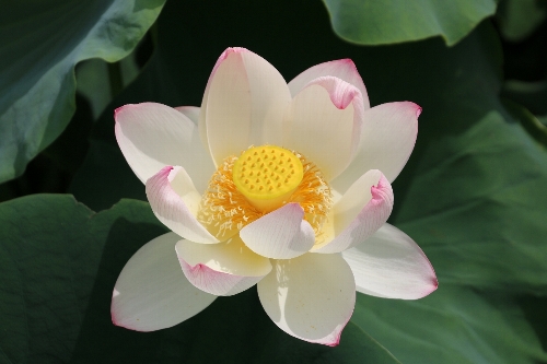 毛呂山の花蓮