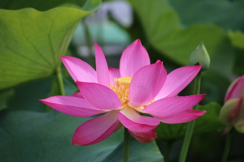 毛呂山の花蓮