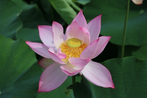 毛呂山の花蓮