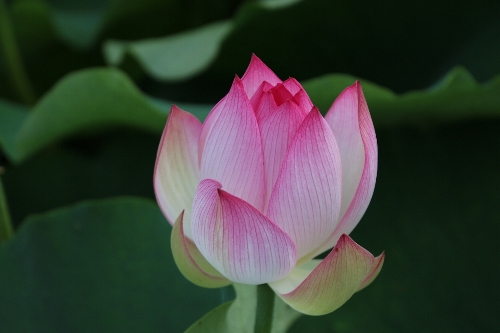 毛呂山の花蓮