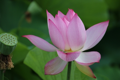 毛呂山の花蓮