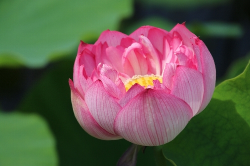 毛呂山の花蓮