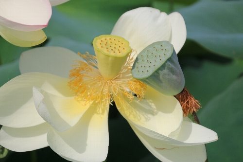毛呂山の花蓮