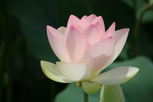 毛呂山の花蓮