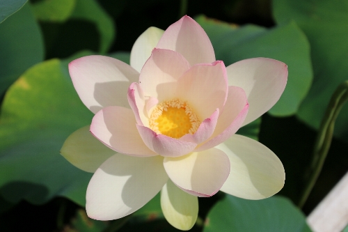毛呂山の花蓮