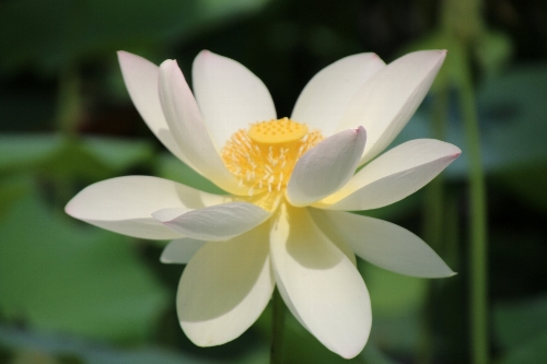 毛呂山の花蓮